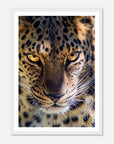 Fearless Leopard art frame poster