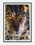 Fearless Leopard art frame poster