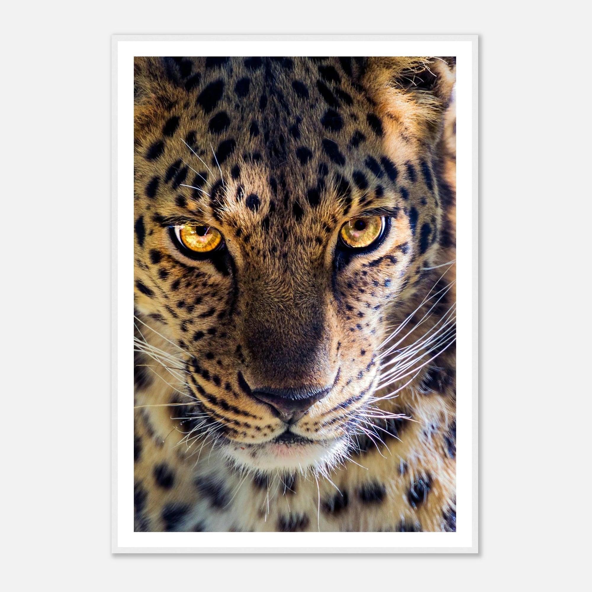 Fearless Leopard art frame poster